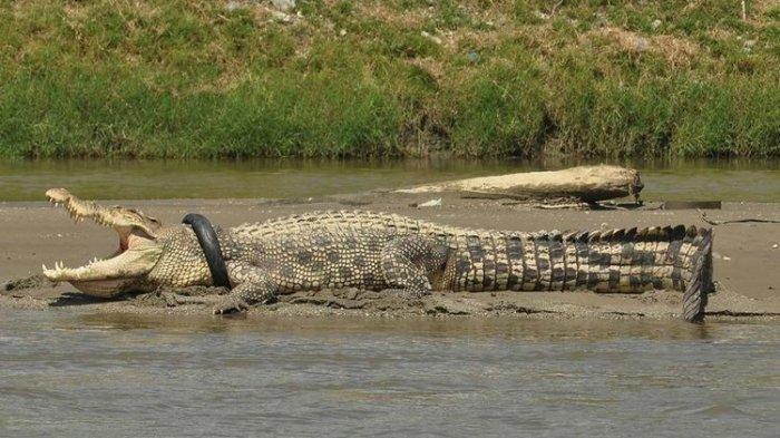Seekor buaya muara (Crocodylus porosus) dengan ban yang menjerat lehernya terlihat di sungai Kota Palu, Selasa (20/9/2016). Pihak konservasi setempat terus berupaya melakukan penyelamatan buaya berukuran sekitar 4 meter dengan ban yang melilit lehernya sejak tahun 2016 tersebut.