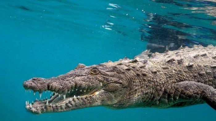 Ilustrasi buaya. 