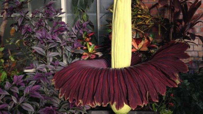 Bunga bangkai (Amorphophallus titanum) mekar di Auckland, Selandia Baru, Rabu (17/6/2015). Ribuan pengunjung mengantre untuk melihat dan berfoto dengan bunga asal Indonesia ini.