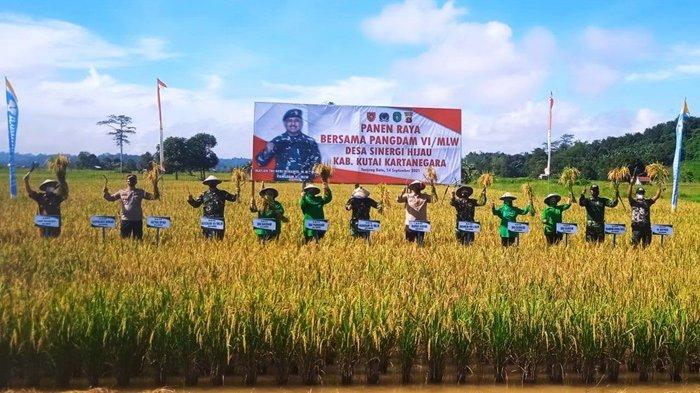 Bupati Kutai Kartanegara Edi Damansyah bersama Pangdam VI Mulawarman Mayjen TNI Heri Wiranto saat panen raya tomat, padi sawah, dan ikan di kawasan terpadu Desa Mandiri Tanjung Batu, Kecamatan Tenggarong Seberang.