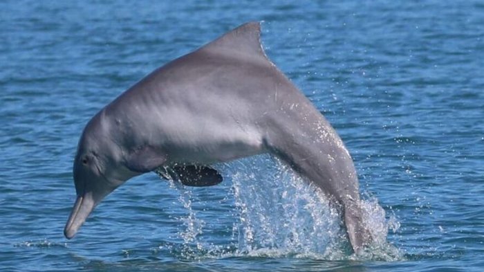 Ilustrasi lumba-lumba.