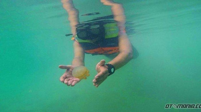 Danau kakaban memiliki biota ubur-ubur. 