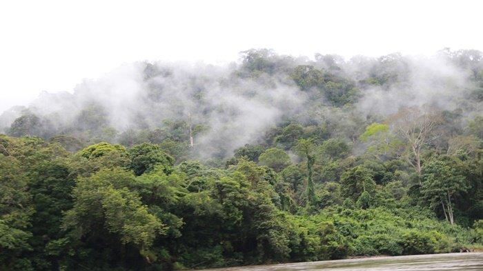 Hutan primer yang ada di Kabupaten Mahakam Ulu atau Mahulu, Provinsi Kalimantan Timur. 