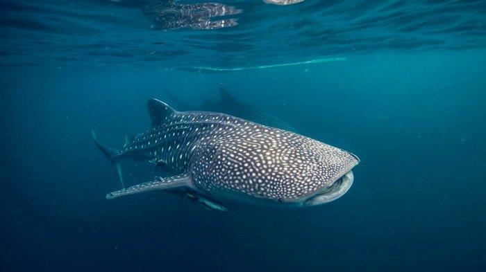 Keberadaan hiu paus di Pulau Derawan maupun Talisayan, Kabupaten Berau, jadi daya tarik bagi para wisatawan.