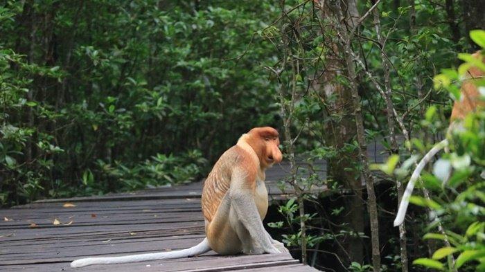 WISATA EDUKASI - Kawasan Konservasi Mangrove dan Bekantan ( KKMB ) Tarakan jadi salah satu tempat wisata yang banyak dikunjungi pada saat liburan.