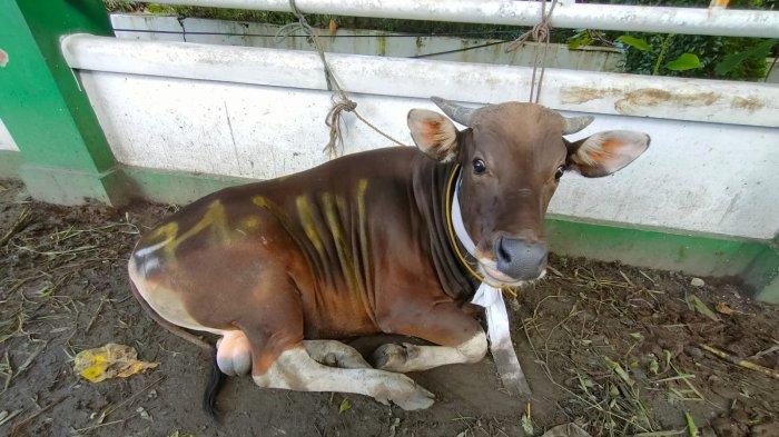 ILUSTRASI Hewan sapi kurban Idul Adha.