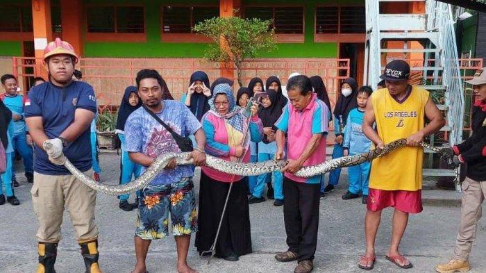 Evakuasi Dramatis Piton Raksasa 4 Meter di Jombang: Warga Tanjunggunung Lega Setelah Intervensi Damkar