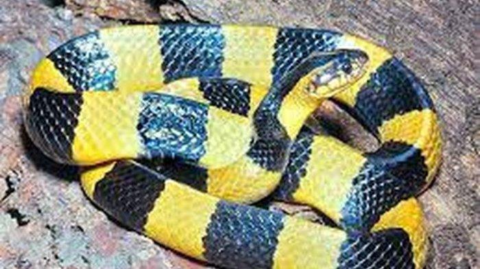 Mengenal Ular Weling dan Welang, Serupa tapi tak Sama, Sering Ditemui