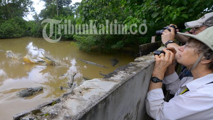 LIHAT BUAYA - Wisatawan dari luar negeri melihat salah satu kandang buaya saat melakukan kunjungan wisata di Penangkaran Buaya Teritip, Balikpapan, Rabu (28/1). Sebanyak 246 wisatawan asal Eropa dan Amerika yang menggunakan Kapal Aegean Oddesey melakukan tur di Kaltim dengan tujuan Balai Konservasi Orang Utan (BOS) Samboja dan penangkaran buaya Balikpapan.