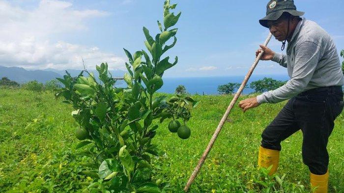 Bupati Ngada Andreas Paru saat berkebun di kebunnya di Utaseko, Golewa Selatan, Kabupaten Ngada, Sabtu 13 April 2024. 