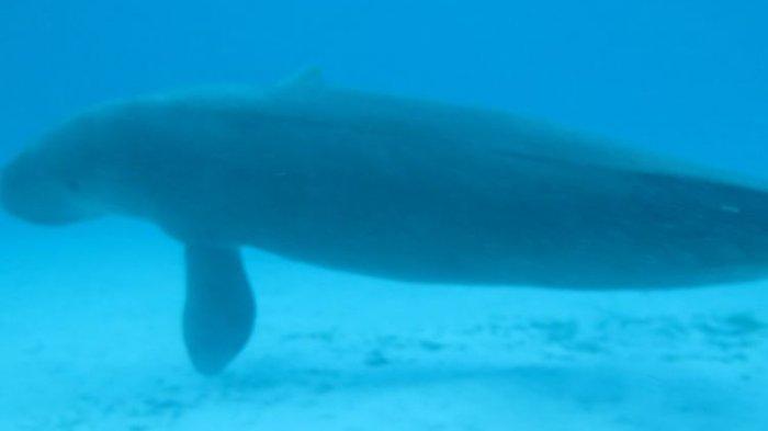 Duyung yang memiliki nama ilmiah Dugong.