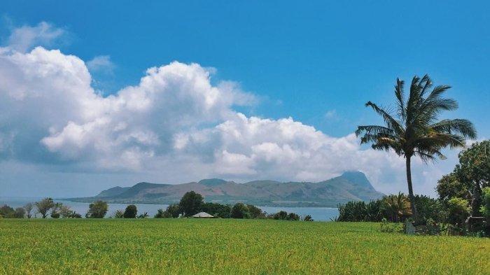 PESONA PANTAI - Hamparan sawah di pesisir Pantai Dintor dan pesona Pulau Mules, Kabupaten Manggarai, NTT. 