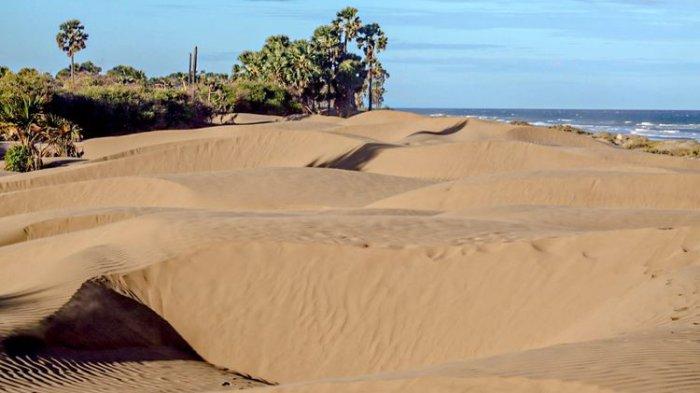 Hamparasan pasir bak padang pasir di pantai Oetune , Kecamatan Kualin , Kabupaten Timor Tengah Selatan