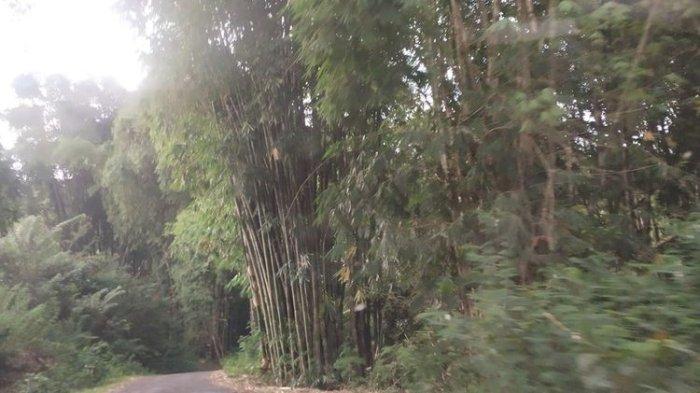 
Hutan Bambu Flores, Nusa Tenggara Timur sangat berpotensi untuk mengembangkan wisata hutan Flores, Kamis, (24/3/2022). 