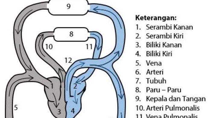 Contoh Soal dan Kunci Jawaban IPA Kelas 8 Halaman 64 Kurikulum Merdeka