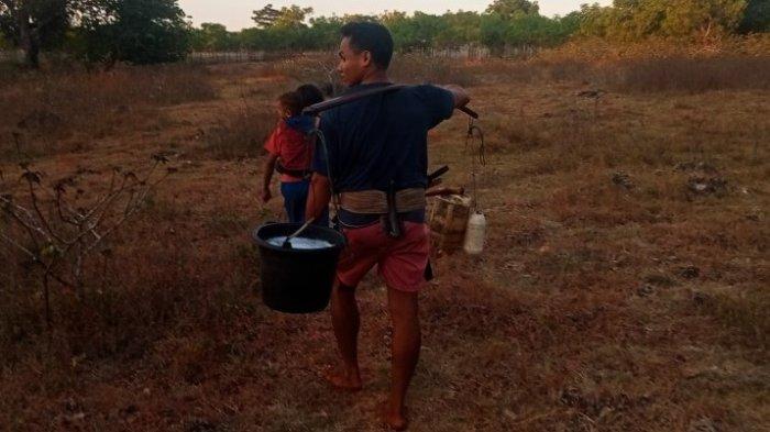 Tobias Kadja alias Tobi (28), warga Kabupaten Sabu Raijua, Nusa Tenggara Timur, pulang mengiris tuak, nira pohon lontar..