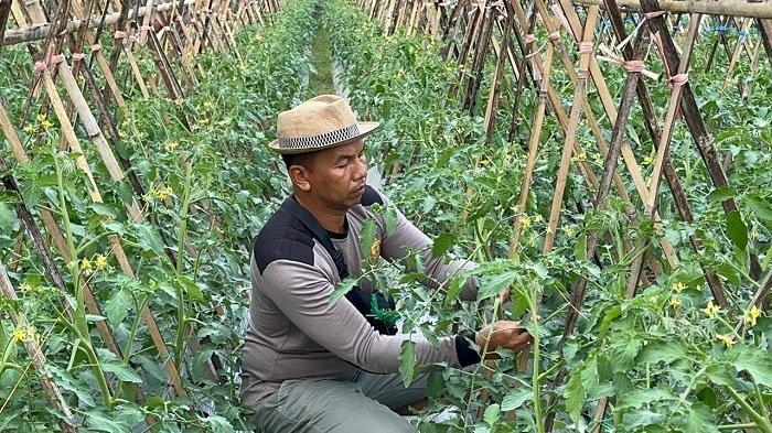 Bhabinkamtibmas Arung Dalam Kembangkan Lahan Tidur Jadi Kebun, Warga Panen Tomat Berlimpah