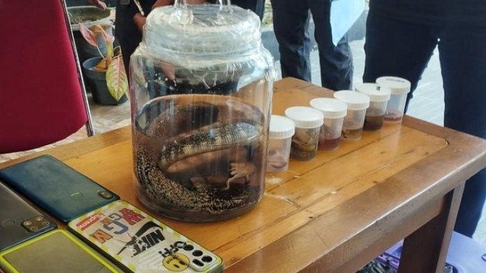 Anak komodo yang mati karena kekurangan oksigen, Rabu 1 November 2023.
