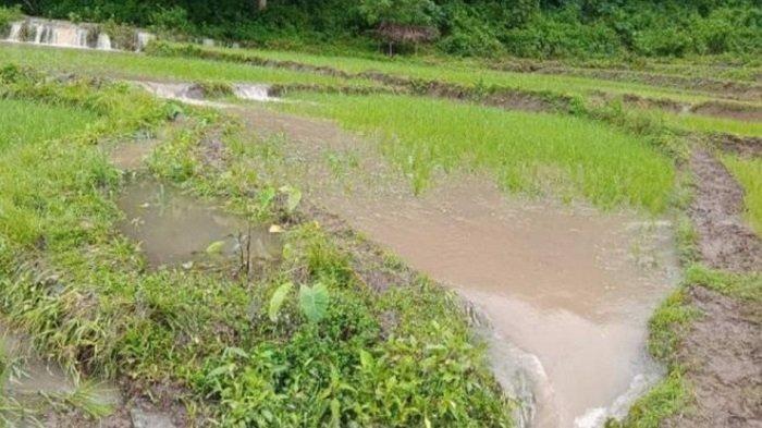 Rumah dan lahan pertanian warga Desa Manong Manggarai terendam banjir bandang
