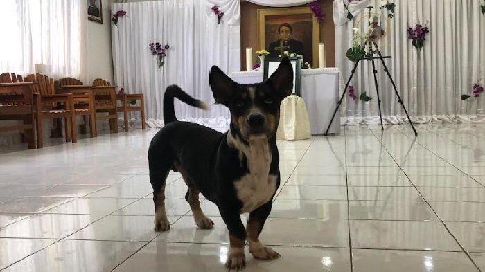 Moris, Anjing peliharaan yang selalu setia menemani Uskup Emeritus Keuskupan Agung Kupang, Mgr. Petrus Turang, Pr. hingga akhir hayat