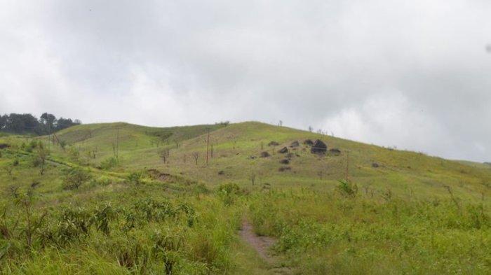 Padang Bela Bukit Aransina di Desa Aransina, Kecamatan Tanjung Bunga, Kabupaten Flores Timur, Nusa Tenggara Timur.