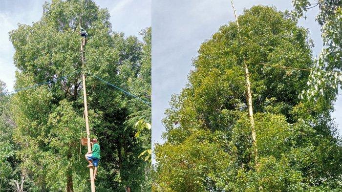 Warga Desa Lewur, Kecamatan Kuwus, Kabupaten Manggarai Barat memetik buah cengkeh dengan menggunakan tangga bambu. Hasil cengkeh di desa tersebut tahun 2023 menggembirakan meskipun mereka mengalami kesulitan tenaga kerja untuk panen.