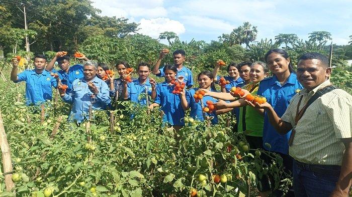 Panen tomat Prodi TPH Politani Negeri Kupang