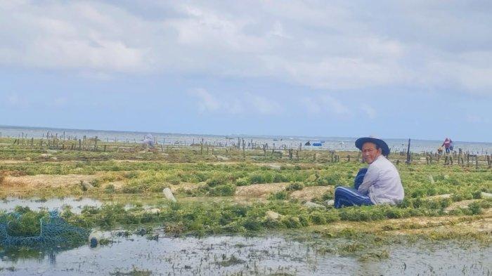 Rote Ndao Jadi Modeling Hilirisasi Rumput Laut dari KKP, Target Per ...