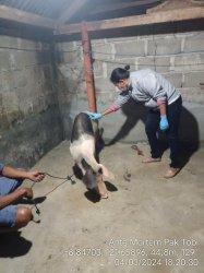 TERNAK BABI - Petugas kesehatan hewan dari Dinas Pertanian Kabupaten Ende sedang melakukan pemeriksaan babi milik Thobias Doke sebelum dipotong dan dijual kepada masyarakat untuk dikonsumsi, Senin, (17/2/2025).