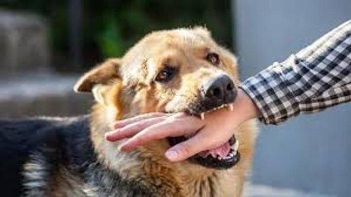 Ilustrasi anjing rabies yang menggigit warga