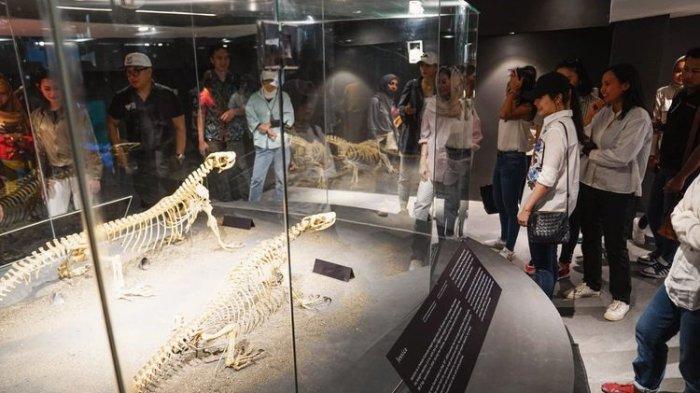 Rangka biawak komodo di Pusat Informasi Niang Komodo, Labuan Bajo, Nusa Tenggara Timur (NTT).