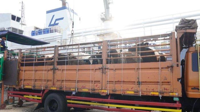 SAPI PERAH - Indonesia kedatangan 1.213 ekor sapi perah bunting dari Australia yang tiba di Pelabuhan Tanjung Intan, Cilacap, Jawa Tengah, Kamis (15/5).
