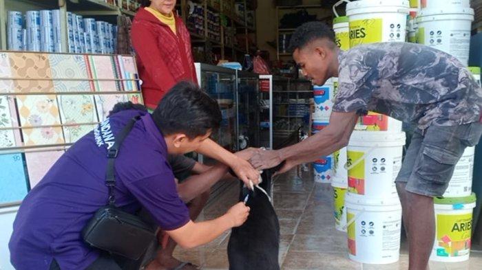 VAKSINASI -Tim FKKH Undana melakukan vaksinasi anjing peliharaan milik masyarakat di TTS, Kamis, 3 Agustus 2023.