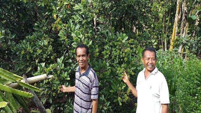 Koptan Tunas Baru Watu Mori Manggarai Timur Raup Puluhan Juta Rupiah Per Hektar Jagung