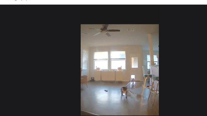 ANJING BAW SELANG - Viral Seekor Anjing Membanjiri Rumah Dengan Selang Ternyata Ini yang Dilakukan