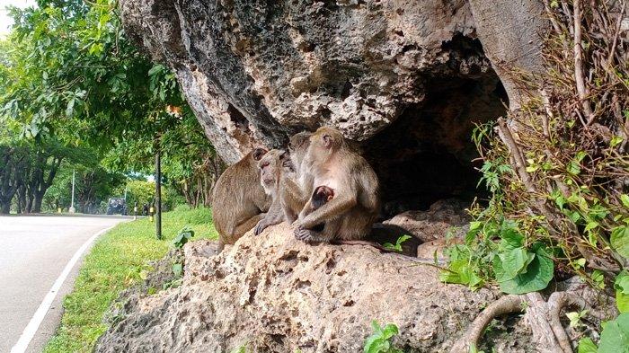 Kondisi monyet yang hidup berkoloni di Gua Monyet, Kelurahan Namosain, Kecamatan Alak, Kota Kupang, Sabtu 19 Februari 2022