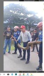 Petugas Damkar Kota Makassar selamatkan dan evakuasi ular Piton 5 meter dari selokan sekitar rumah warga