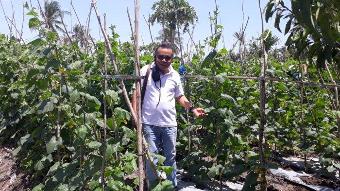 DR. Laurensius Lehar, S.P, MP, Dosen TIH Jurusan TPH Politani Kupang di lahan pertanian milik Kelompok Tani Sahabat di Desa Mata Air, Kecamatan Kupang Tengah, Kabupaten Kupang, Provinsi NTT 