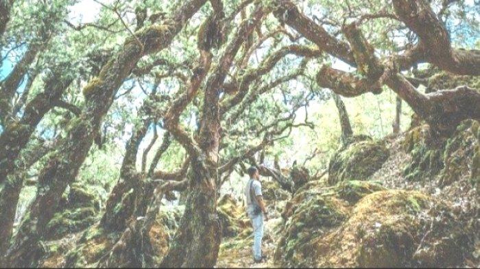 Hutan Fatumnasi