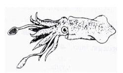 gambar soal ujian sekolah biologi