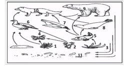 gambar soal ujian sekolah biologi