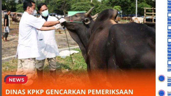 pemeriksaan kesehatan hewan kurban di tempat penampungan dan drjumlsh poin pemeriksaan dilakukan terhadap hewan jadi Berita Viral