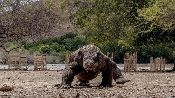 KOMODO -- Hewan kadal raksasa yang merupakan hewan purba yang tersisa , Komodo berjalan di habitat asilinya Pulau Komodo