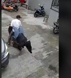 JATUH -