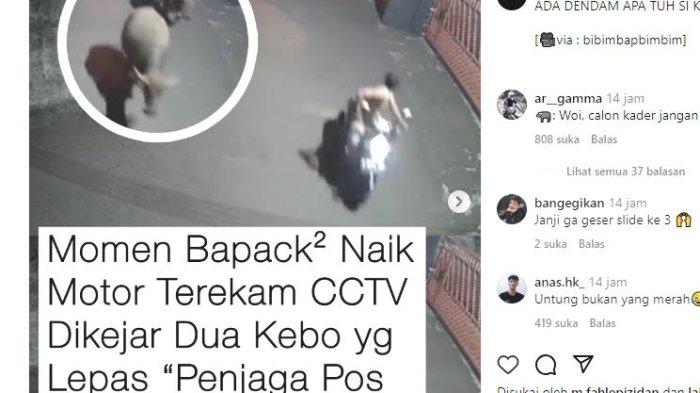 KERBAU - Viral Momen Kocak Bapak-bapak Naik Motor Malah Dikejar Kerbau Lepas di Jalan