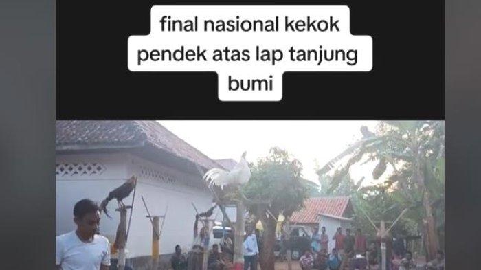 LOMBA AYAM BERKOKOK - Viral Lomba Ayam Berkokok Nasional di Tanjung Bumi, Jawa Timur Ayam Ikuti Instruksi
