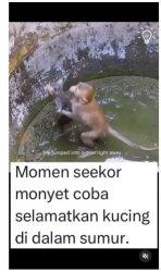 Gambar dengan momen menyentuh hati saat seekor monyet menolong kucing yang terjebak dalam sumur
