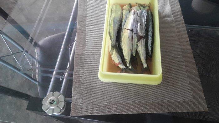 IKAN NIPI - Ikan jenis Nipi paleng enak kalo di goreng danmakan dengnnasi panas dan kurus garam, selamat menikmati berkat Tuhan GBU, Selasa (18 Juli 2023