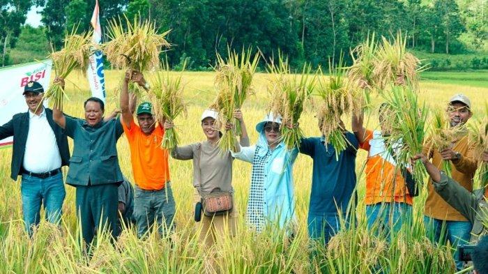 Panen Raya Padi Intani 602 di Sumteng WVI Dorong Peningkatan Hasil Produksi Petani