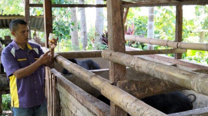 PETUGAS - Petugas dari Dinas Peternakan Kabupaten Manggarai Timur sedang memberikan obat vitamin untuk ternak babi.